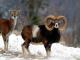 Mouflon כבש - גזעי כבשים