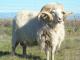 Navajo Churro owca - Rasy owiec