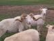ניו מקסיקו דאל כבש - גזעי כבשים
