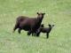 ניו זילנד Halfbred כבש - גזעי כבשים