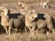 Selandia Baru Halfbred Domba - Domba Breeds