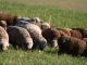 New Zealand Halbblut Hausschaf - Rassen Sheep