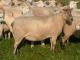 Nolana ovelha - Raças de ovinos