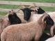 Norfolk Horn Hausschaf - Rassen Sheep