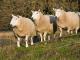 North Country Cheviot Hausschaf - Rassen Sheep