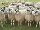 Inggris Utara Mule Domba - Domba Breeds