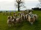 Sjeverno od Engleske mazga ovca - Pasmina ovaca