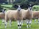 North of England Mule owca - Rasy owiec