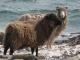 North Ronaldsay Hausschaf - Rassen Sheep
