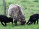 North Ronaldsay Hausschaf - Rassen Sheep