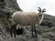 Old Norwegian Sheep (Villsau) owca - Rasy owiec