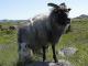 Old Norwegian Sheep (Villsau) owca - Rasy owiec
