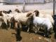 Ossimi owca - Rasy owiec
