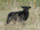 Ouessant (Ushant, Breton Dwarf Sheep) owca - Rasy owiec