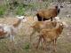 Pelibüey כבש - גזעי כבשים