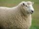 Perendale Hausschaf - Rassen Sheep