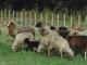 Pitt Otok ovca - Pasmina ovaca