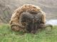 Pitt Otok ovca - Pasmina ovaca