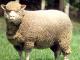 Polnische Merino (Merynos polski) Hausschaf - Rassen Sheep