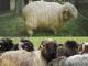Polish Mountain Sheep (Polska owca górska) Hausschaf - Rassen Sheep