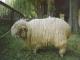 Polsko Mountain Sheep (Polska owca Górska) owca - Rasy owiec