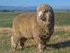 Polwarth כבש - גזעי כבשים