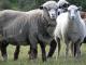 Polwarth owca - Rasy owiec