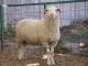 Polypay ovca - Pasmina ovaca