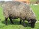 Pomorska Coarsewool owca - Rasy owiec