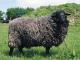 הפומרני Coarsewool כבש - גזעי כבשים