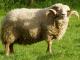 Portland Hausschaf - Rassen Sheep