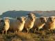 Portland owca - Rasy owiec