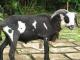 Priangan (Preanger, Garut Sheep) owca - Rasy owiec
