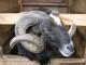 Priangan (Preanger, Garut Ovca) ovca - Pasmina ovaca