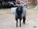Racka (Zackel) owca - Rasy owiec