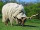 Racka (Zackel) Domba - Domba Breeds