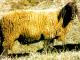 האדום אנגדין (Fuchsfarbene Engadiner) כבש - גזעי כבשים