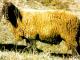 האדום אנגדין (Fuchsfarbene Engadiner) כבש - גזעי כבשים
