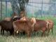 Red Masai Domba - Domba Breeds