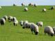 Rhoen  sheep