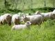 Rideau owca - Rasy owiec
