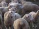 Rideau Hausschaf - Rassen Sheep