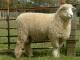 Romney owca - Rasy owiec