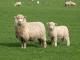 רומני כבש - גזעי כבשים