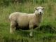 רומני כבש - גזעי כבשים