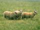 Rouge de l'Ouest ovelha - Raças de ovinos