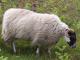 Nieostrożne Fell owca - Rasy owiec