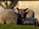 Roussin (Roussin de la Hague) owca - Rasy owiec