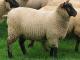 Roussin (Roussin de la Hague) Hausschaf - Rassen Sheep