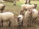 Roussin (Roussin de la Hague) ovca - Pasmina ovaca